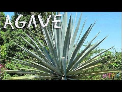 Video: Ce este antracnoza de agave: cum să depistați semnele antracnozei de agave