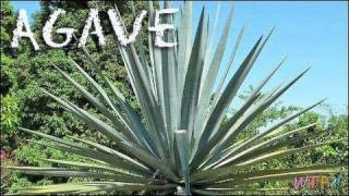 What Is Agave? How To Use Agave? Agave Sweet Tea Recipe