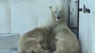 ホッキョクグマ 生後8ヶ月時の授乳~Polar Bear 