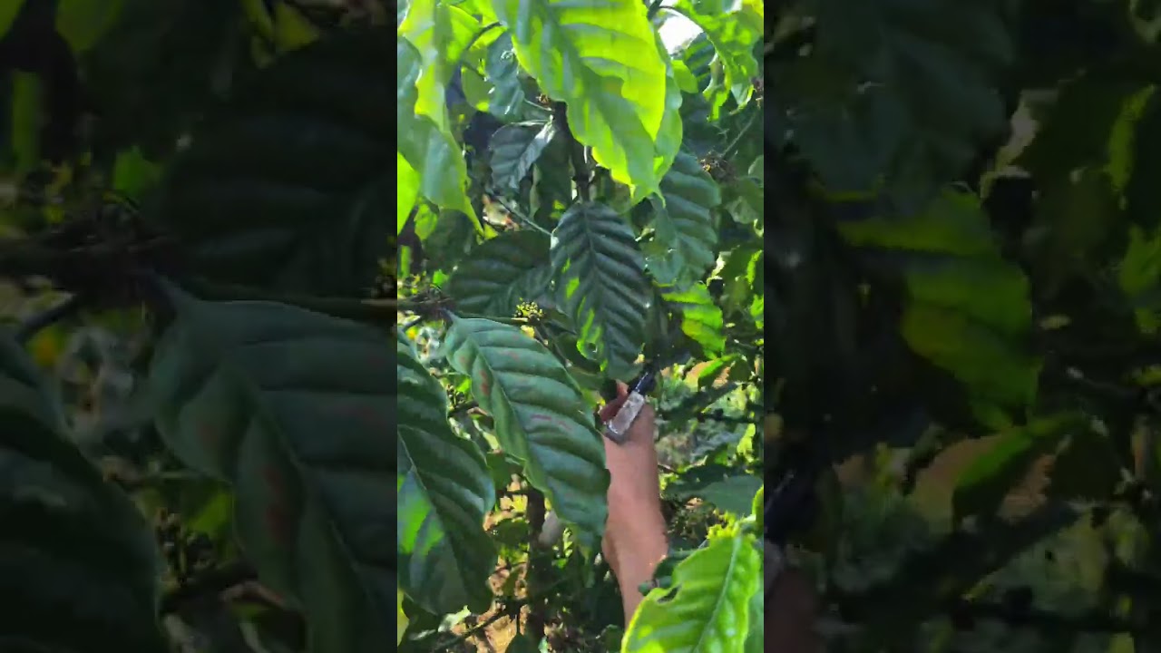 lưu ý cực kỳ quan trọng khi làm cà phê ở khoảng cách 1,5*3