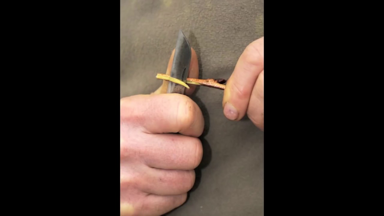 Side veneer grafting technique sequence YouTube