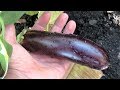 Как я выращиваю баклажаны в открытом грунте