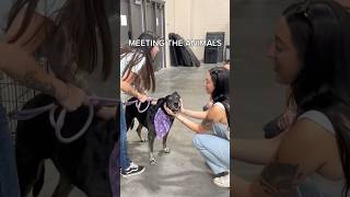 That moment a pet is adopted 🧡 #shorts #dogsofyoutube #catshorts #fyp #reaction #cute