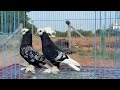 Saxon Monk breeding pairNear by Chidambaram Transportation Available Contact:9789760791