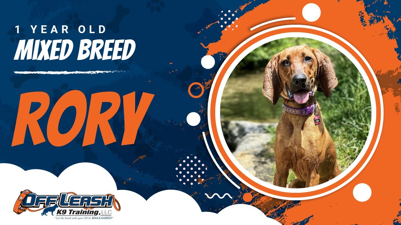 Mixed Breed Dog Training Christiansburg VA Dog Training YouTube