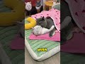 These two cats have made the perfect family