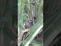 @nós que planta