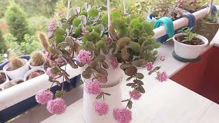 Sedum Si̇eboldi̇i̇ Çi̇çeği̇ Bakimi Ve Çoğaltilmasi