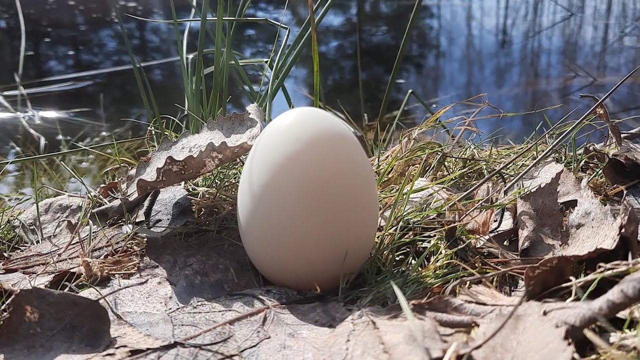 Лед на пруду тает, утка снесла яйцо - YouTube