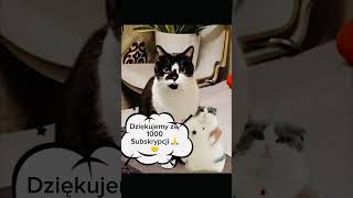 Dziękujemy 🙏😈śmieszne koty, #kota #śmieszne #humor #memes #shorts #dziękuję #1000subscriber