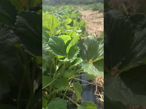 Саджанці полуниці Брілла (Brilla) безвірусні 5 шт - суперранні, великі ягоди, товарний вигляд, видео 1