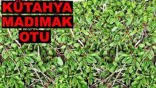 Ispanağa Deği̇şmem ❗ Bu Otlari Görürseni̇z Mutlaka Toplayin ❗