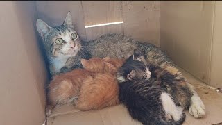 Mama Cat is in an abnormal condition with her cubs suffering from an eye disease