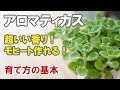 アロマティカスの育て方　プニプニ可愛いハーブは食べられる！ 剪定や冬越しのお話も。