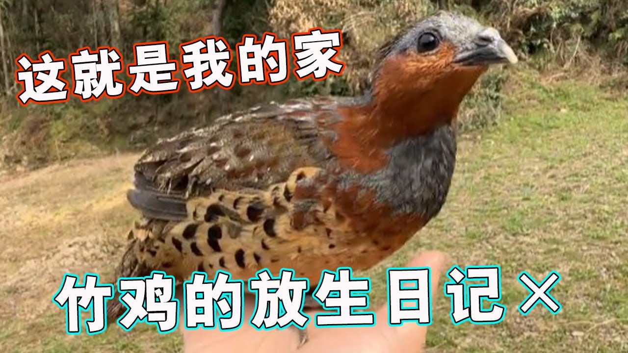山上偶遇竹鸡群,本想放鸡哥回归大自然,可是它太傻了!【天下一场梦】 - YouTube