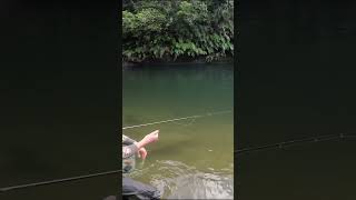 Best way to catch Trout! #fishing
