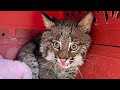 Can We Save This Bobcat Kitten?  Part 1