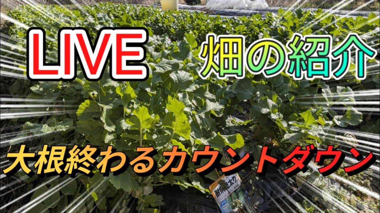2026/3/1 畑の紹介LIVE配信　大根終わるカウントダウン