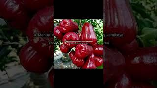 5 manfaat jambu air bagi kesehatan