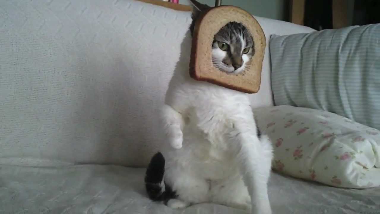 Breaded Dubstep Cat