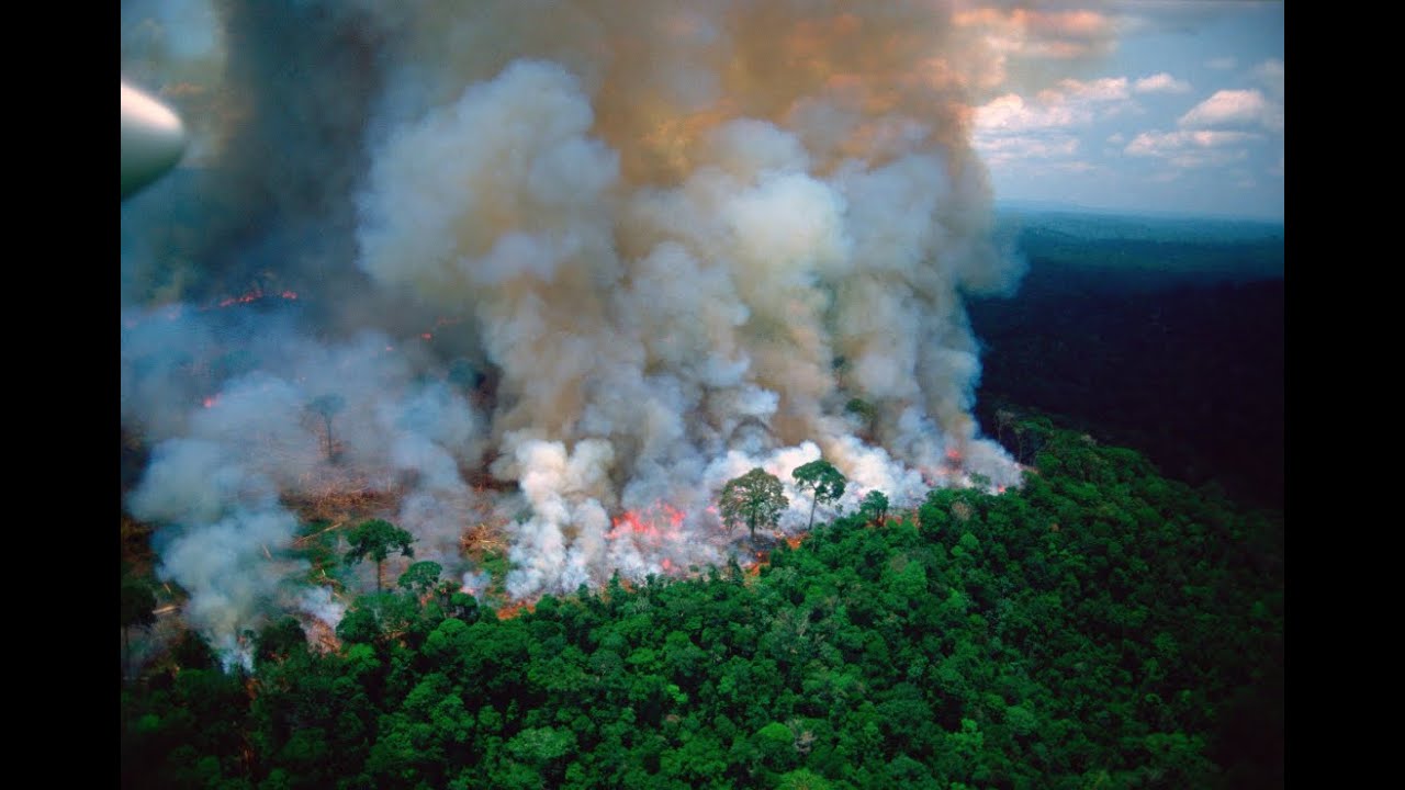 The Amazon rainforest is on fire! 🔥