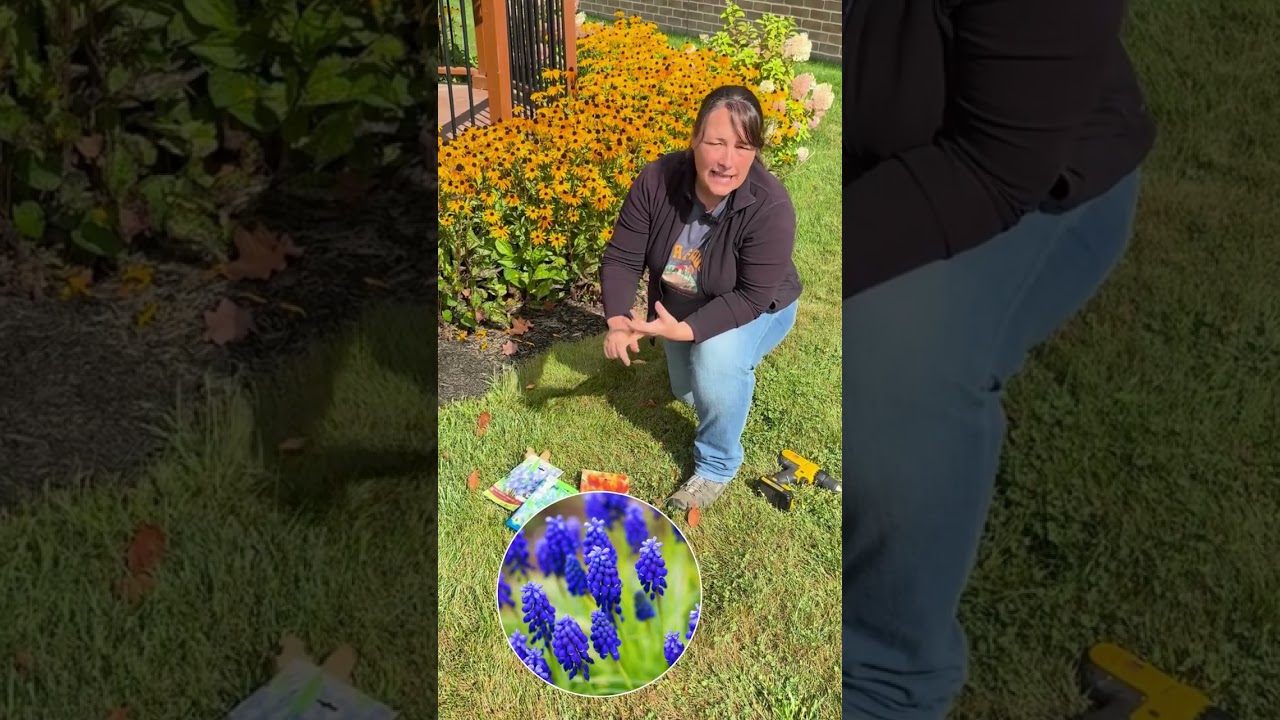 Planter les bulbes d'automne