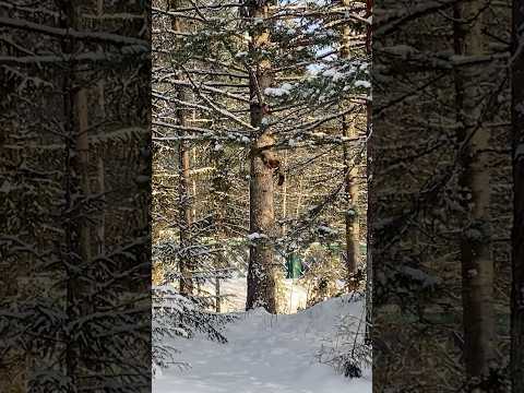 Белочки резвятся🥰🌲 #сибирь #животные #лесной #дикаяприрода #лесничество #север #тайга #белки