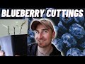 Making Blueberry Cuttings for the Homestead