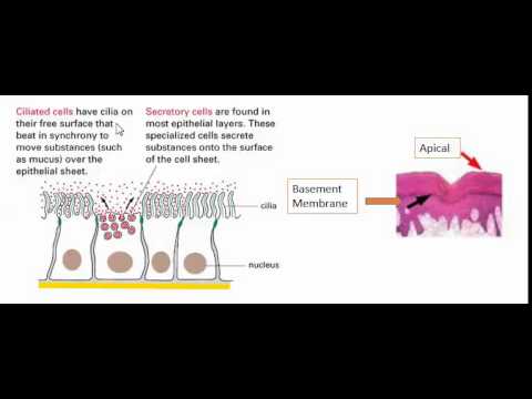 Apical and basement membrane - YouTube
