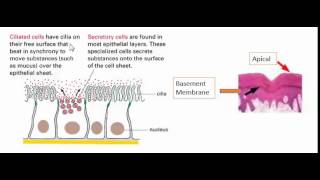 Apical and basement membrane