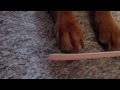 Filing My Dog&#39;s Nails