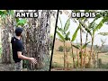 Vamos plantar Pitayas e... Pescar galinhas? - Chácara SV