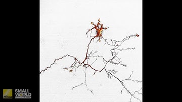 Live 65-hour recording of rat hippocampal neuron growth (day 3 to day 6) | 2025 Nikon Small World