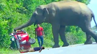 Most Terrible Elephant Attack Capture On The Camera