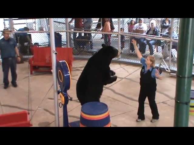 clarks bear show