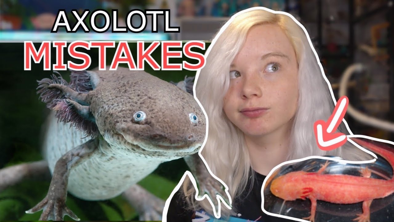 Is It Ok To Touch Axolotl?