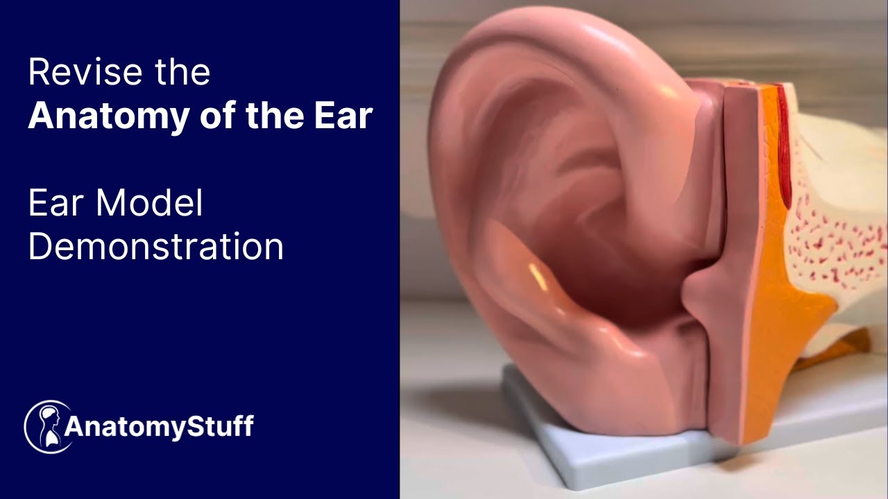 Revise the Anatomy of the Ear with Ear Model Demonstration ...