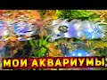 Как сейчас выглядят мои аквариумы!