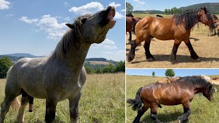 130 Koni Zimnokrwiste u Krzysztofa Wenskiego 5 ogierów kryjących