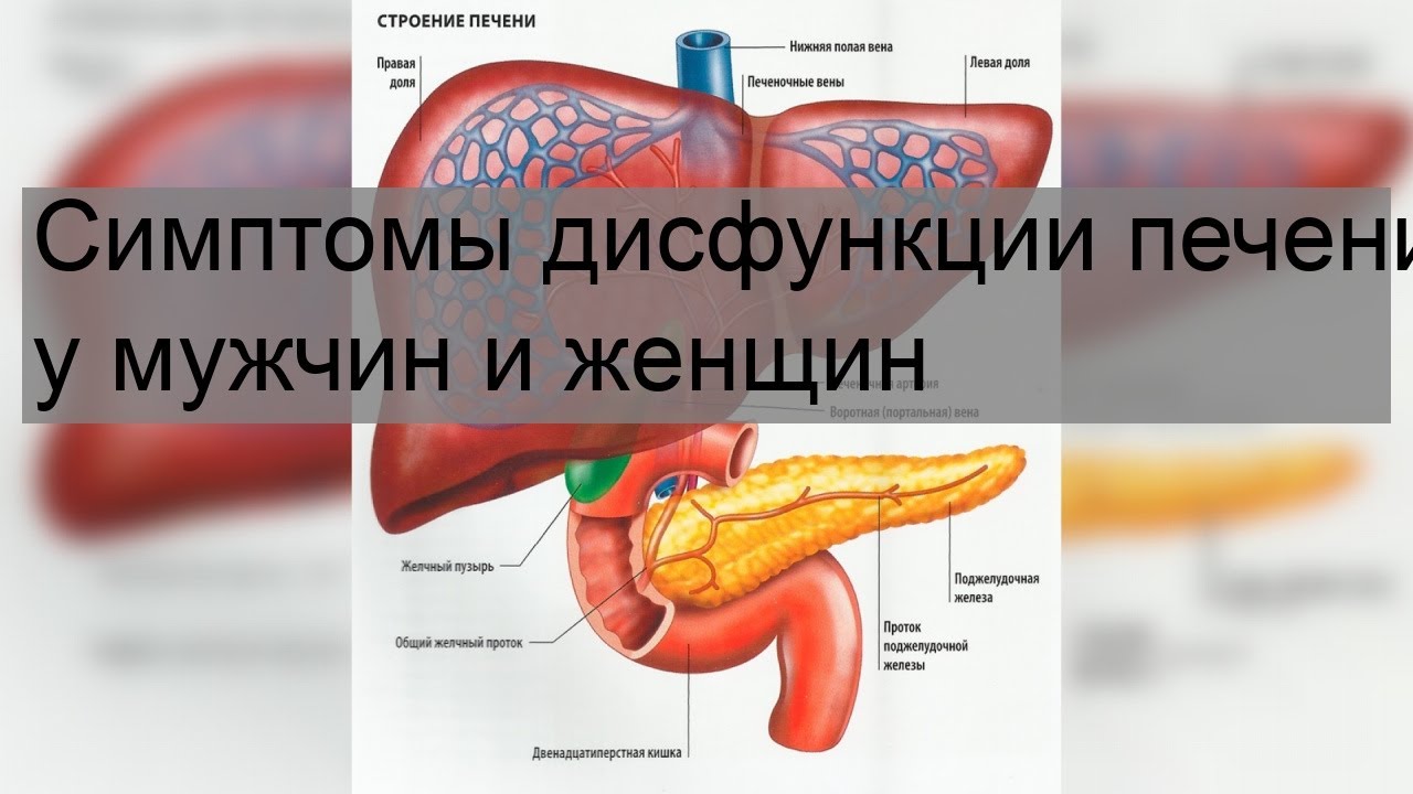 Лечение печени у мужчин после 50. Нарушение функции печени. Нарушение функции печени симптомы. Функциональные нарушения печени. Тяжелые нарушения функции печени.