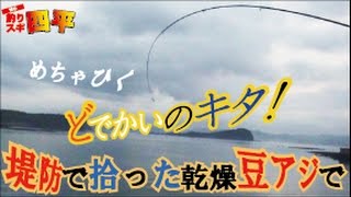 拾ったアジで大物クエが釣れた(97話目)