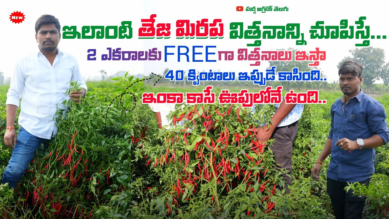 40 క్వింటాలు #మిరప ఇప్పుడే కాసింది..ఇంకా కాసే ఊపులోనే ఉంది..
