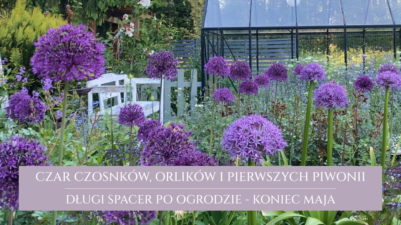 Długi spacer po ogrodzie | morze czosnków ozdobnych i orlików | pierwsze piwonie | orlaja