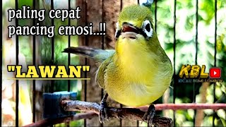 Download lagu CIAK CIAK JOSS KECIAL KUNING AMPUH||PANCINGAN KECIAL MALAS BUNYI||