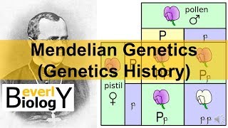 Mendelian Genetics (Genetics History)