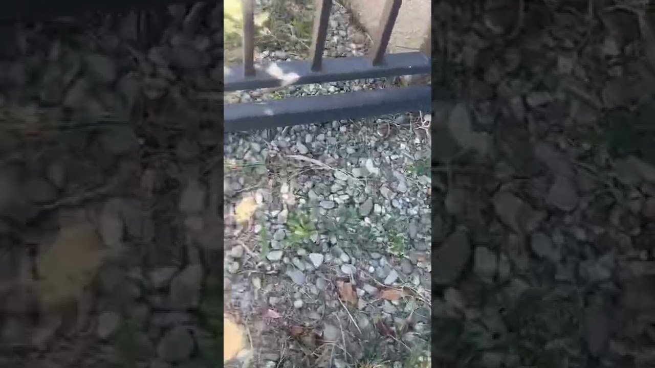 Ho creato un formicaio