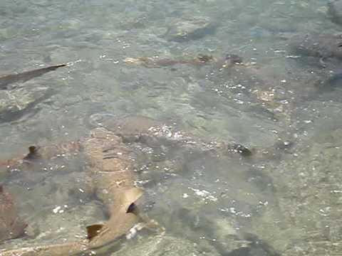 Sharks at the Small Boat Marina on Kwajalein