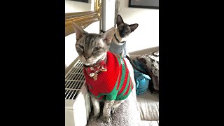 LAST CHRISTMAS 2022 MEGA MEODRAMA #cat #fight #drama #funnycats #siamese #devonrexcat #christmas by London CATTALK 251 views 6 months ago 1 minute, 50 seconds