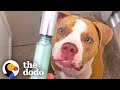 Pittie Begs For Makeup And Gives Herself Mud Masks | The Dodo Pittie Nation