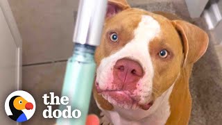 Pittie Begs For Makeup And Gives Herself Mud Masks | The Dodo Pittie Nation